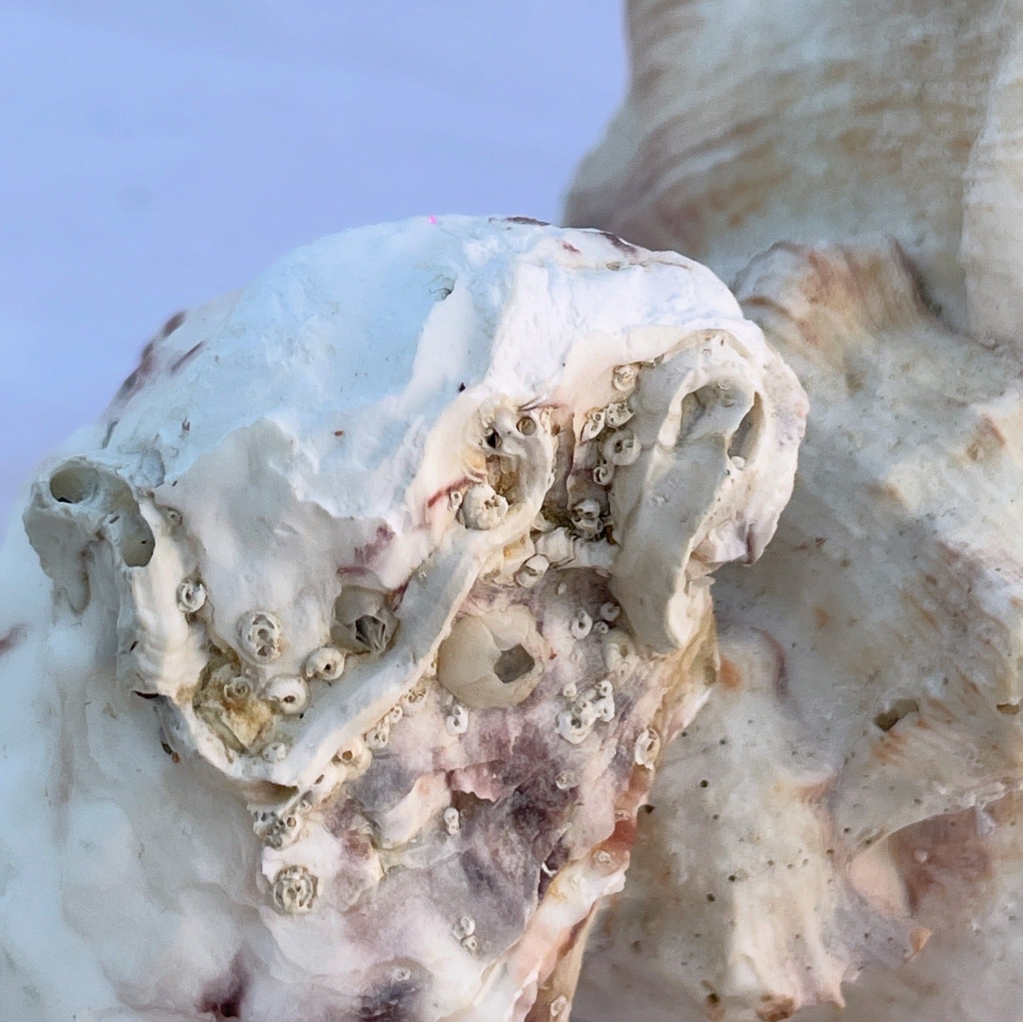 Encrusted Barnacles Cluster Ring