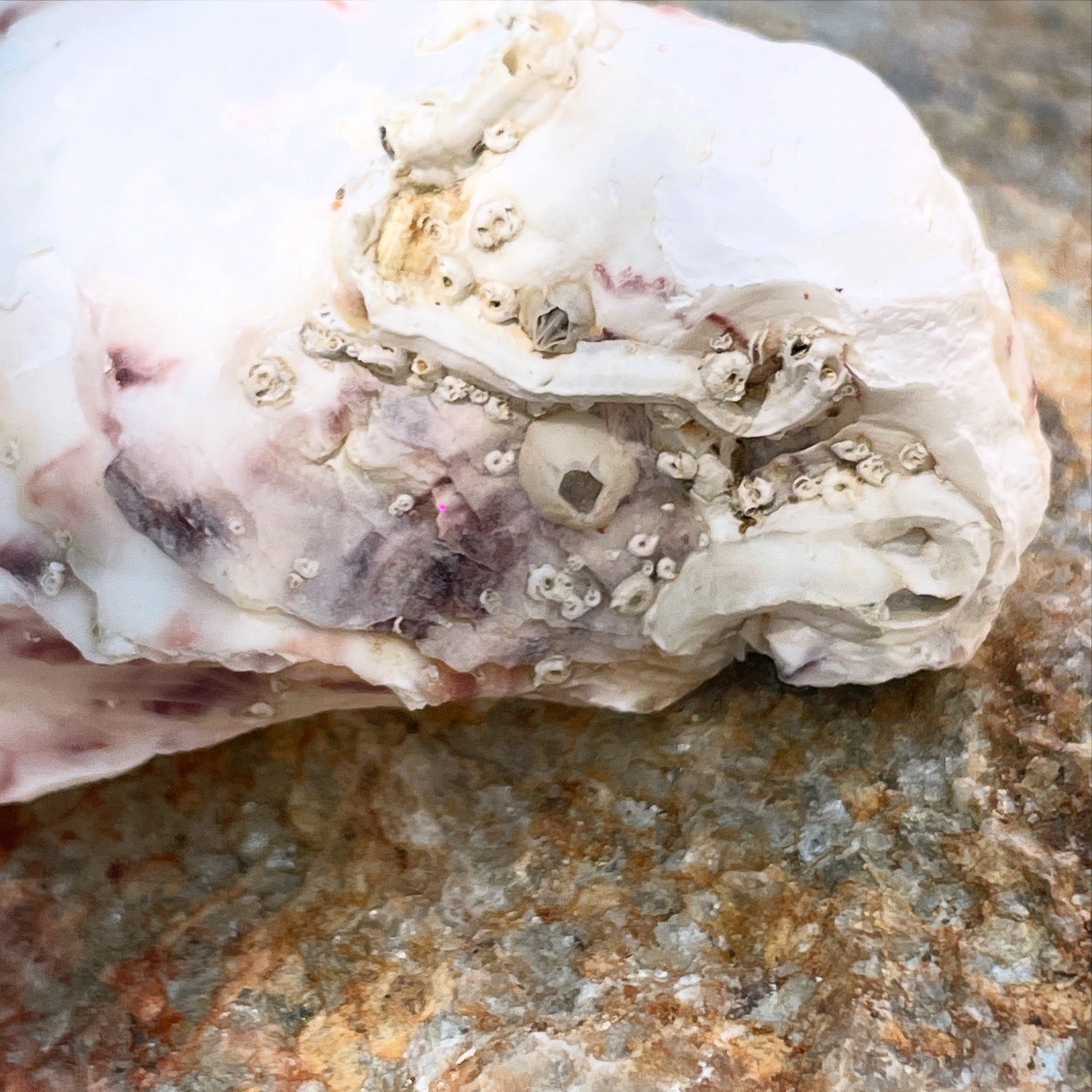 Encrusted Open Shell and Oyster Ring